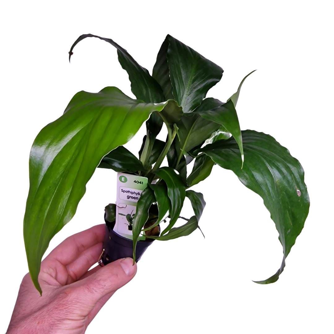 Spathiphyllum “Green” (Peace lily)