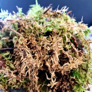 Sphagnum Moss Portion 300g