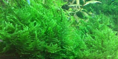 Taxiphyllum alternans 'Taiwan Moss' 1.2.Grow!