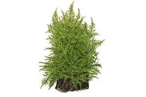 Taxiphyllum alternans 'Taiwan Moss' 1.2.Grow!