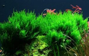 Taxiphyllum 'Flame' Moss - Tropica Limited Edition Portion