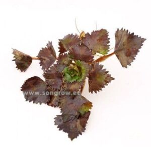 Trapa natans (Water chestnut) - Single Plant