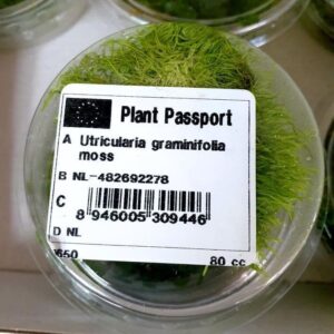 Utricularia graminifolia - Portion