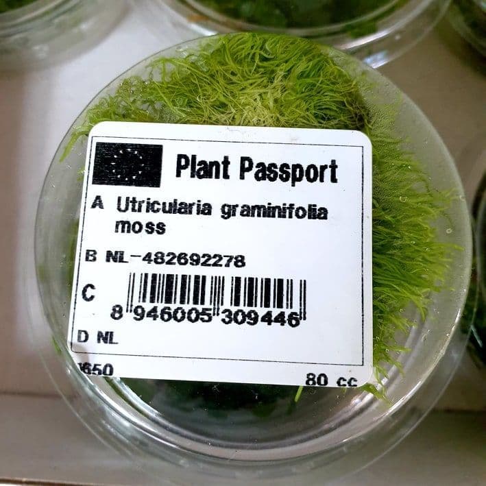 Utricularia graminifolia – Portion