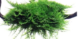 Vesicularia montagnei 'Christmas' Moss 1.2.Grow!