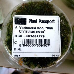 Vesicularia sp. 'Mini Christmas Moss' - Portion